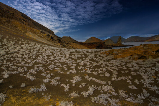 White dry vegetation surrounded by volcanic mountains under a blue sky in Bartolome Island, Galapagos.