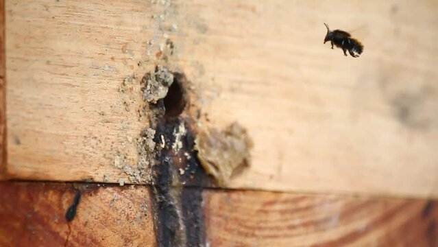 Entrance of Brazilian Stingless bee Guaraipo or Melipona Bicolor
