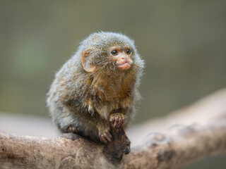 Fototapeta premium Fluffy pygmy marmoset is perching on tree branch. Portrait of one of world's smallest monkey.