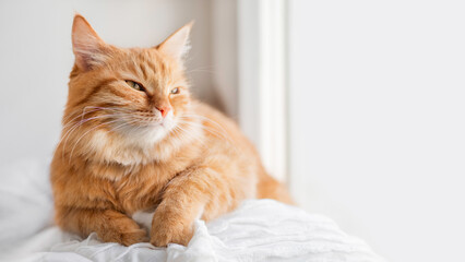 Calm ginger cat has a rest on window sill. Fluffy pet has a nap in comfort. Horizontal banner with...
