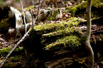 Mossy growth on the forest floor in an Ontario forest.