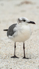 Laughing Gull standing on sandy beach