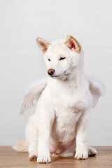 white new year christmas shiba inu shikoku hokkaido dog