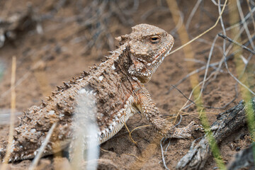 horned toad in the dirt