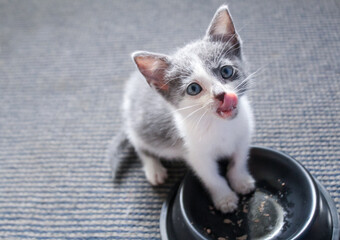 little cute domestic cat feeding with its tongue out © paosq27