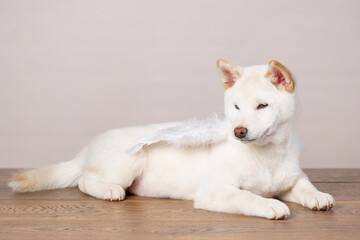 white new year christmas shiba inu shikoku hokkaido dog - obrazy, fototapety, plakaty