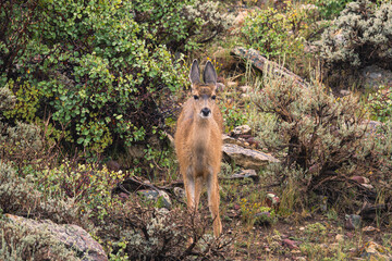 mule deer fawn in the rain in the brush