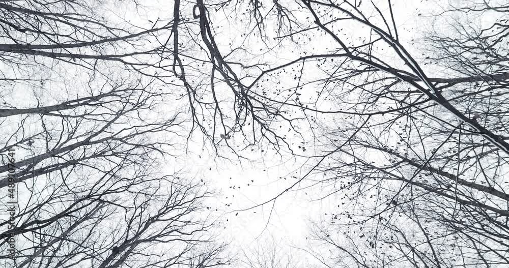 Aufkleber fall winter trees towering over camera facing upwards. shot in 4k slow motion. the camera slowly rot