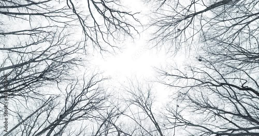 Aufkleber bare trees towering over camera facing upwards. shot in 4k slow motion. the camera slowly rotates cr