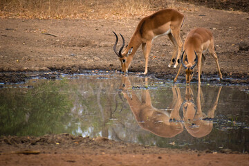 impalas drinking water