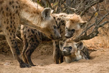  hyena familie © jeopalu