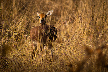impala in the grass