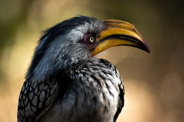 close up of hornbill bird
