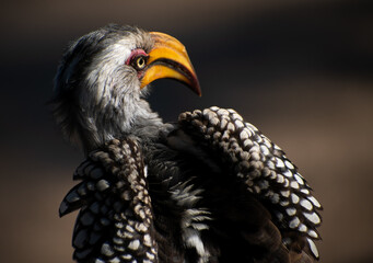 close up of hornbill bird