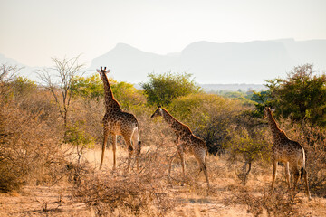 giraffe in african savanna