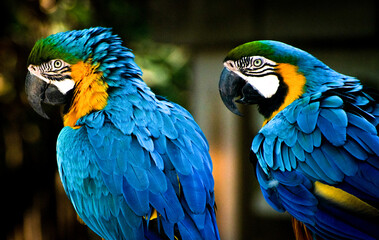 blue and yellow macaw ara © jeopalu
