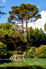 Beautiful garden with green pond and araucaria tree in Brazil.