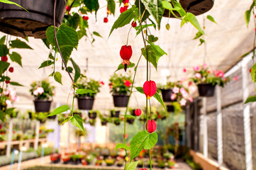 Beautiful Malvaviscus arboreus flower in greenhouse.