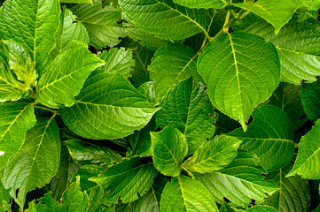 Textured background of green hydrangea leaves.