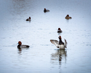 Redhead ducks