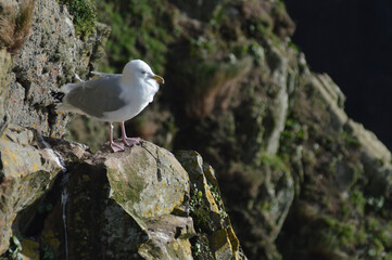 bird on the cliffs of kinsale, Old Head,Co.Cork.Irteland