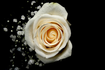 White roses presented on a black bacground