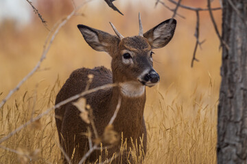 young whitetail deer buck in the grass