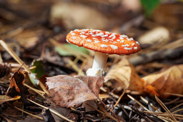Closeup of forest bright red Amanita Muscaria mushroom in fallen leaves, poisonous fungus. Autumn background