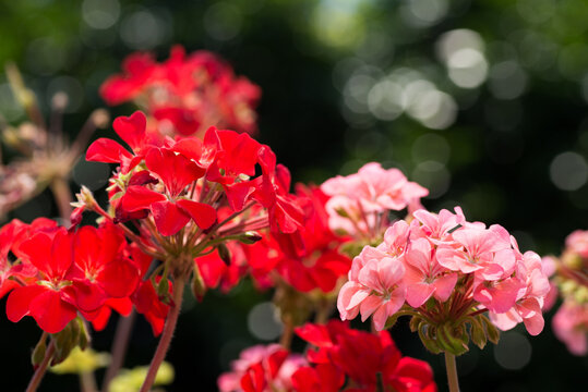 ゼラニウム Images Browse 3 159 Stock Photos Vectors And Video Adobe Stock