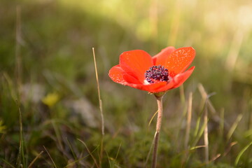 poppy in bloom