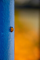 Lady Bug