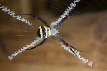 Giftige Spinne 