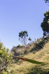 pine tree in the mountains