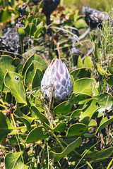 Protea in Cederberg mountains in South Africa