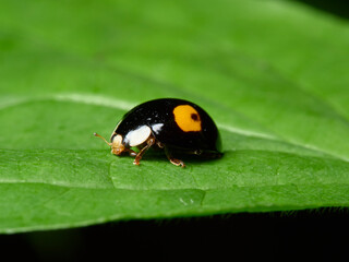 ladybug on leaf © Andreas Hildebrandt