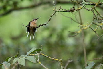 hummingbird