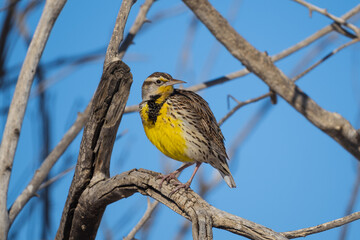 western meadowlark on a branch in a tree