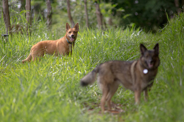 Two mutts in the field