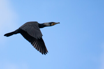 cormorant in free flight against the blue sky