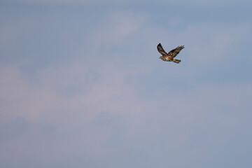 buzzard in the sky in free flight
