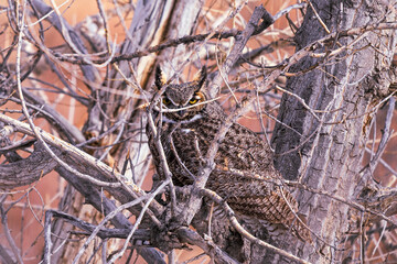 great horned owl in a tree