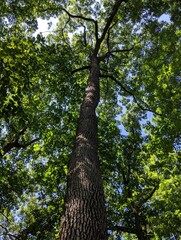 Fototapeta premium Looking up at an old tree. 