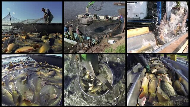 Aquaculture - Fish Farming And Harvesting. Fish Pond Harvesting. Teamwork Of Fishermen On The Commercial Freshwater Fish Farm. Fishing Industry. Commercial Fishing.