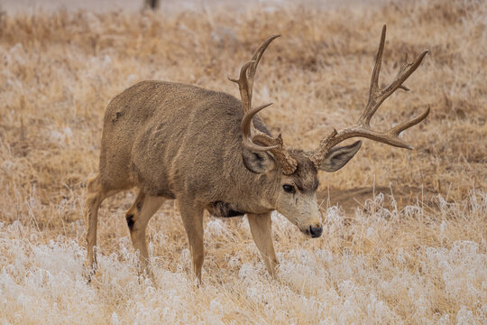 large mule deer buck in the snow in a field