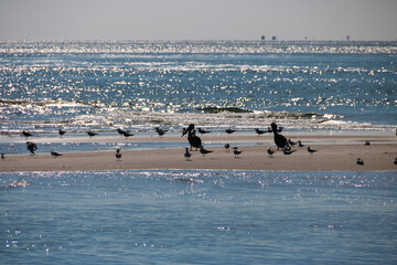 Fototapeta na wymiar seagulls on the beach