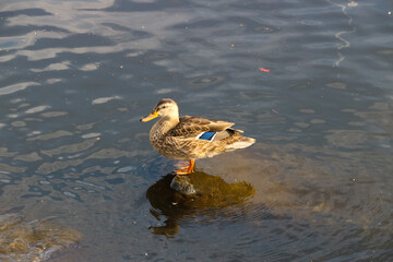 duck in the water
