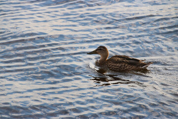 duck in the water