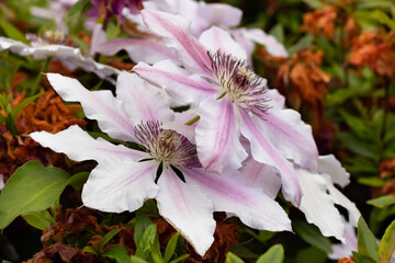 pink and white flower