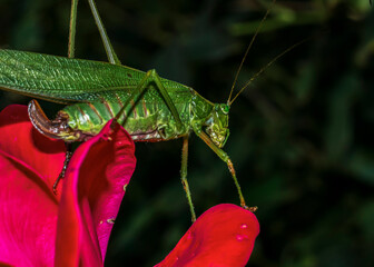 Grasshopper up close on red knockout rose Horizontal photo dark background the sharp subject fills most of very colorful photograph with red, pink, light green, and dark greens, yellow, and orange   