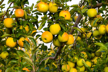 apple orchard in the mountains
